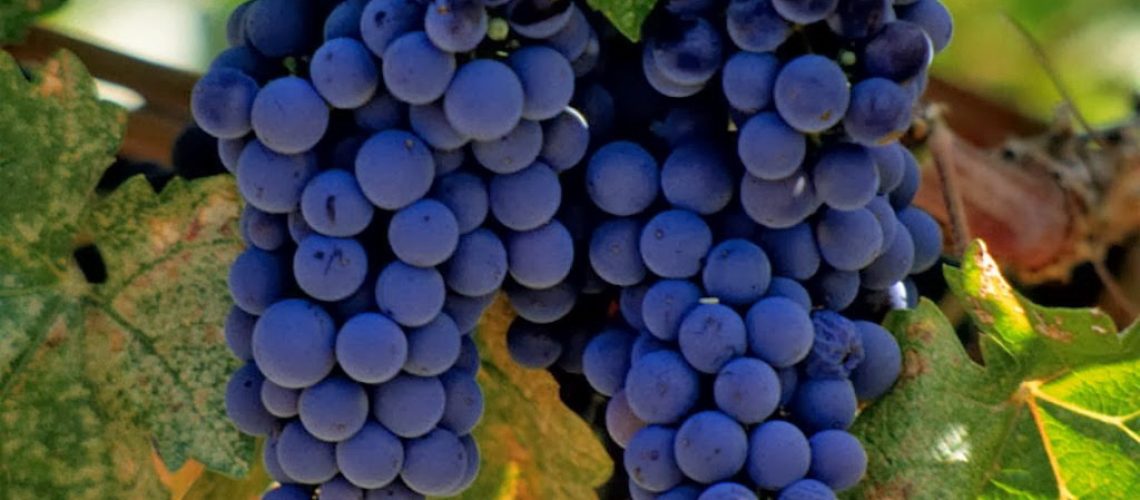 wine_1
